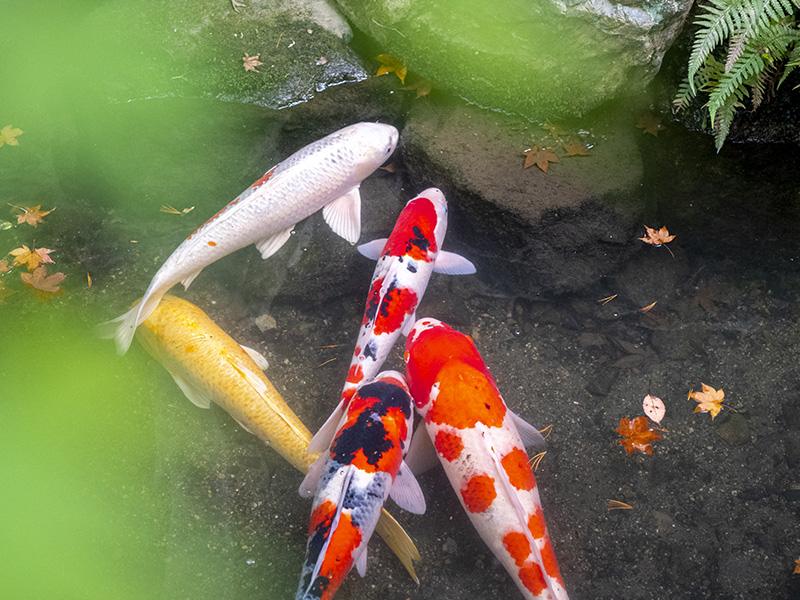 Carpes koi dans un bassin de jardin créé par un paysagiste en Aveyron